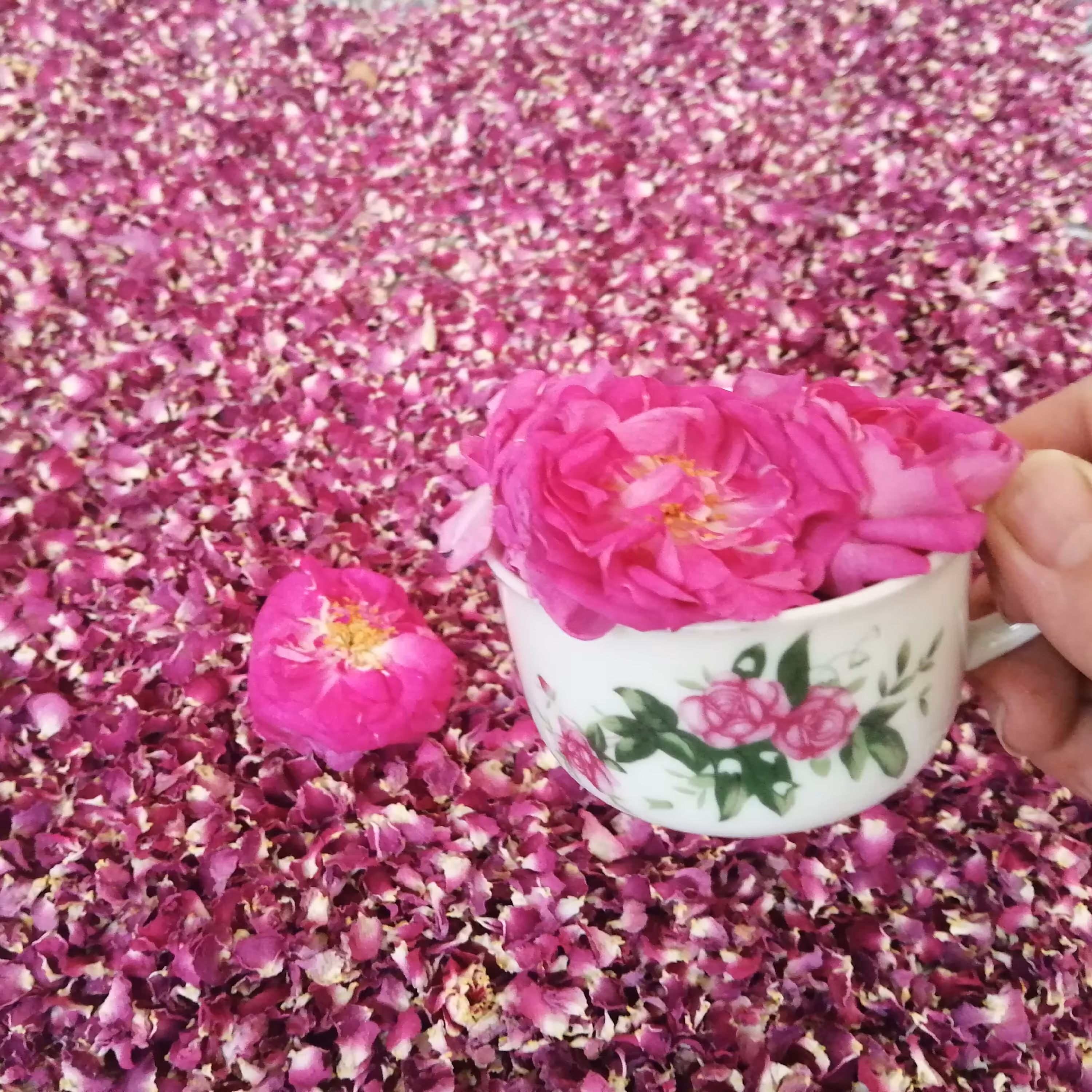 برگ گل محمدی  150گرمی