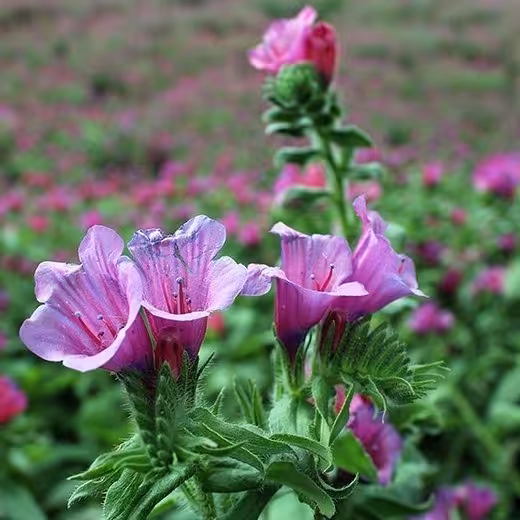 بذر گل گاو زبان