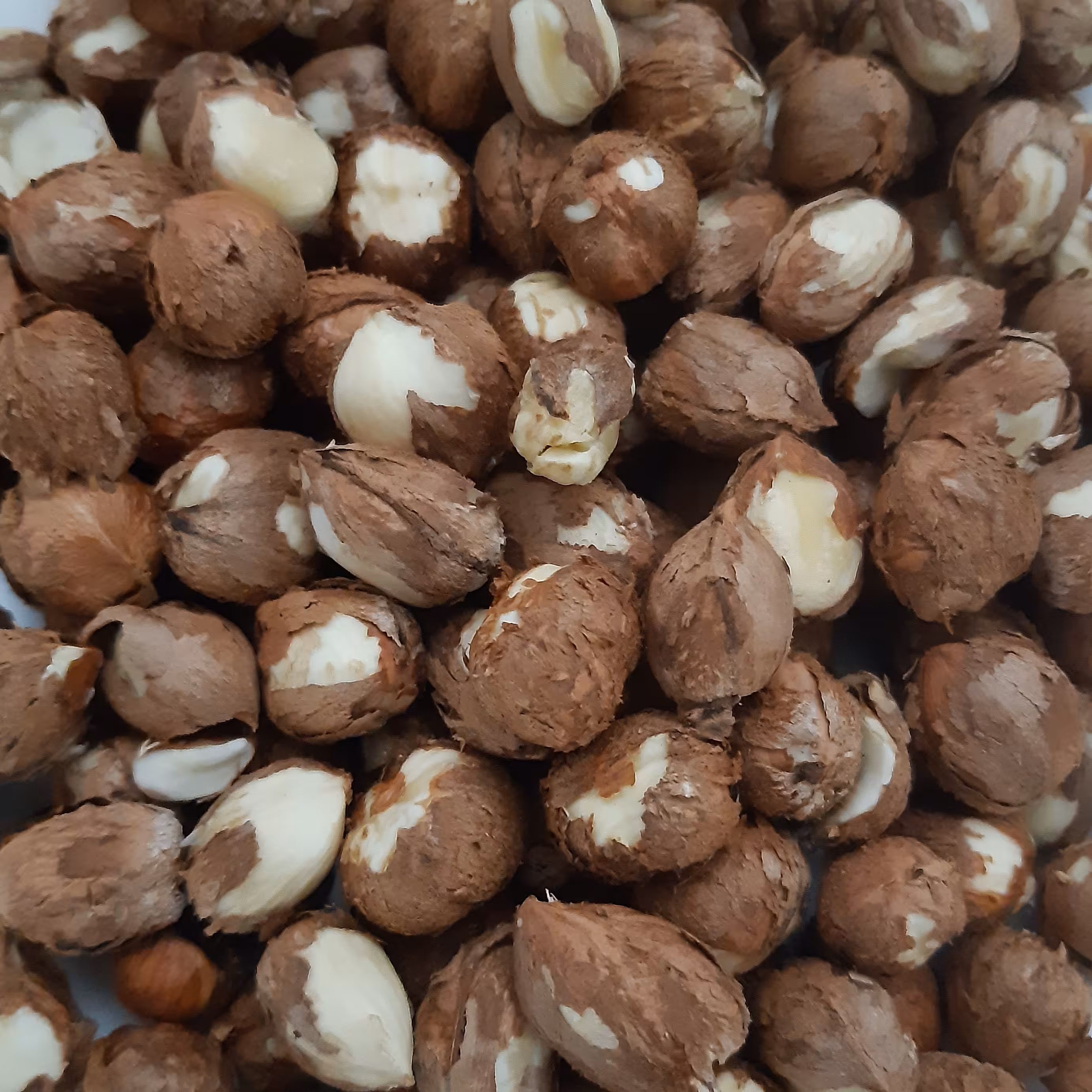 مغز فندق تازه تازه تازه در بسته بندی 500 گرمی