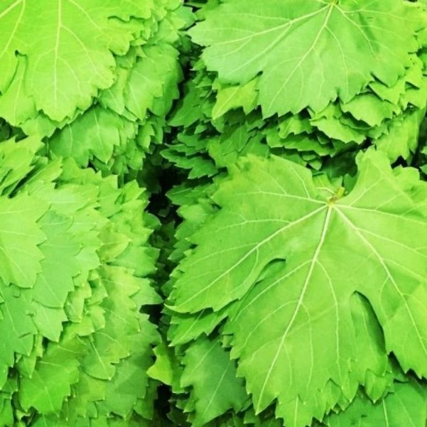 برگ مو ( برگ انگور  ) تازه (بسته 200 گرمی)  هایپر گلسا 