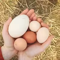 تخم غاز خوراکی(15 عددی)