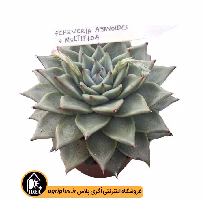 بذر ساکولنت Echeveria Agavoides V. Multifida