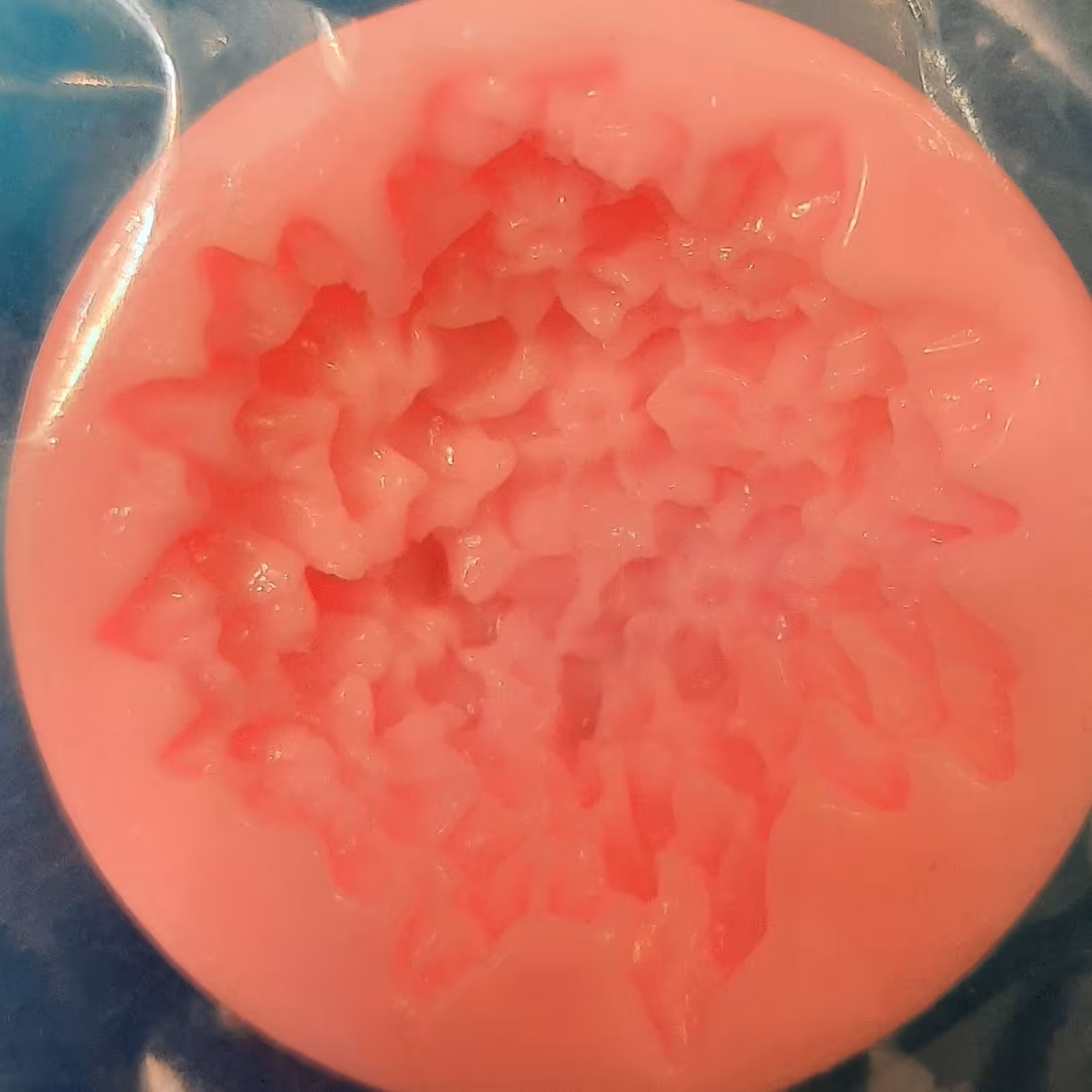 مولد گل داوودی