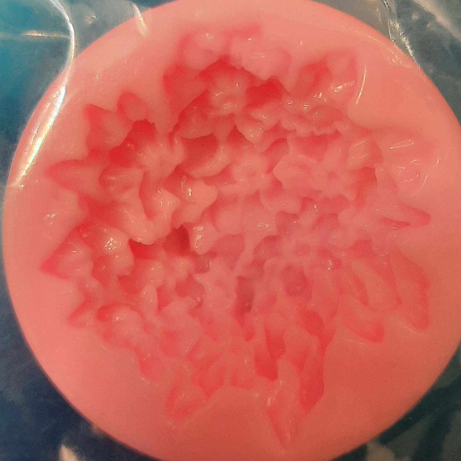 مولد گل داوودی