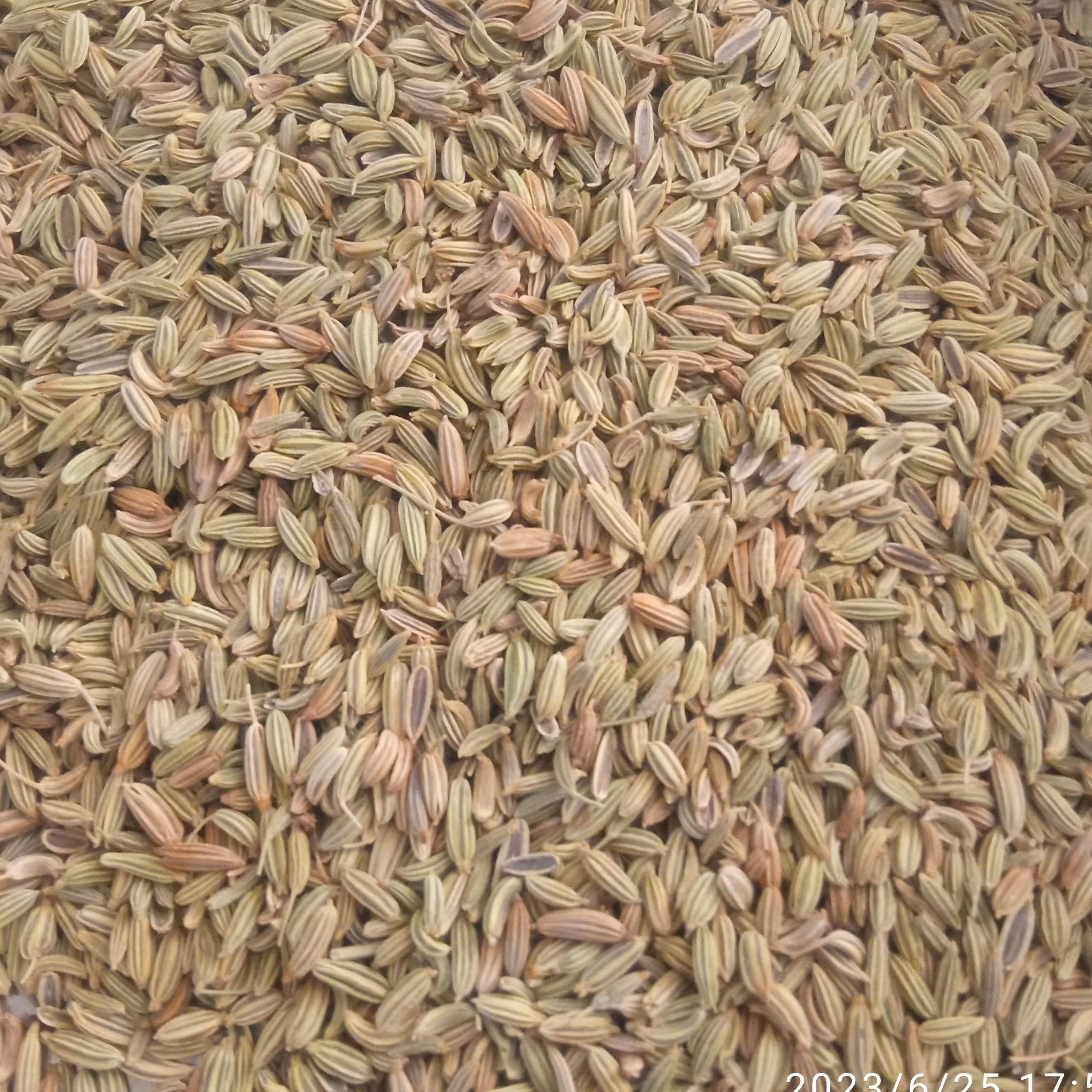 رازیانه اعلا (500گرمی)