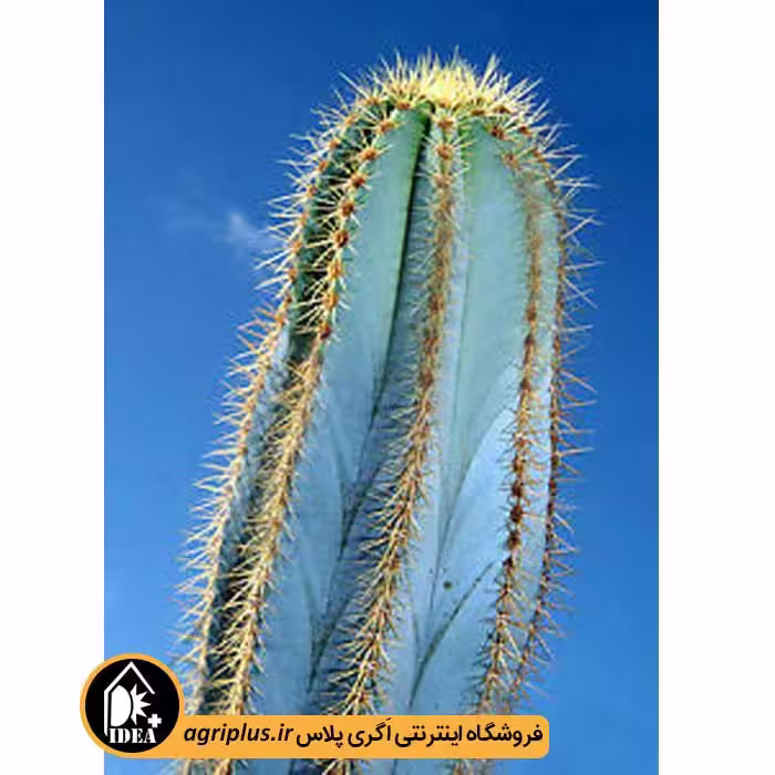 بذر کاکتوس Pilosocereus Magnificus