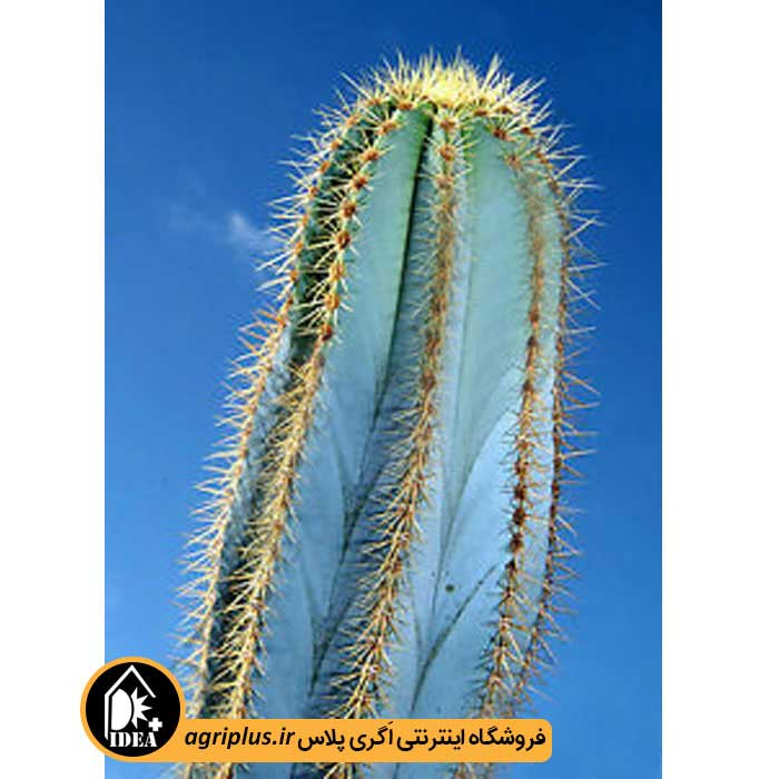 بذر کاکتوس Pilosocereus Magnificus