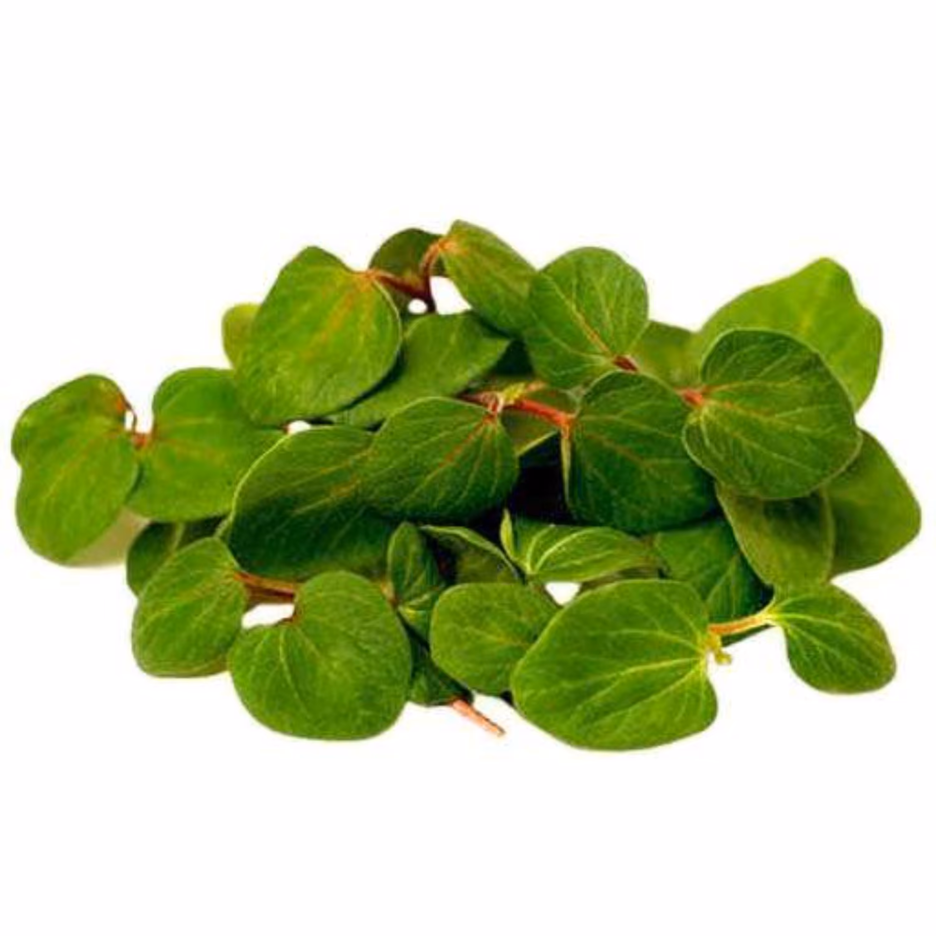 بذر بذر میکروگرین بامیه 20 گرمی