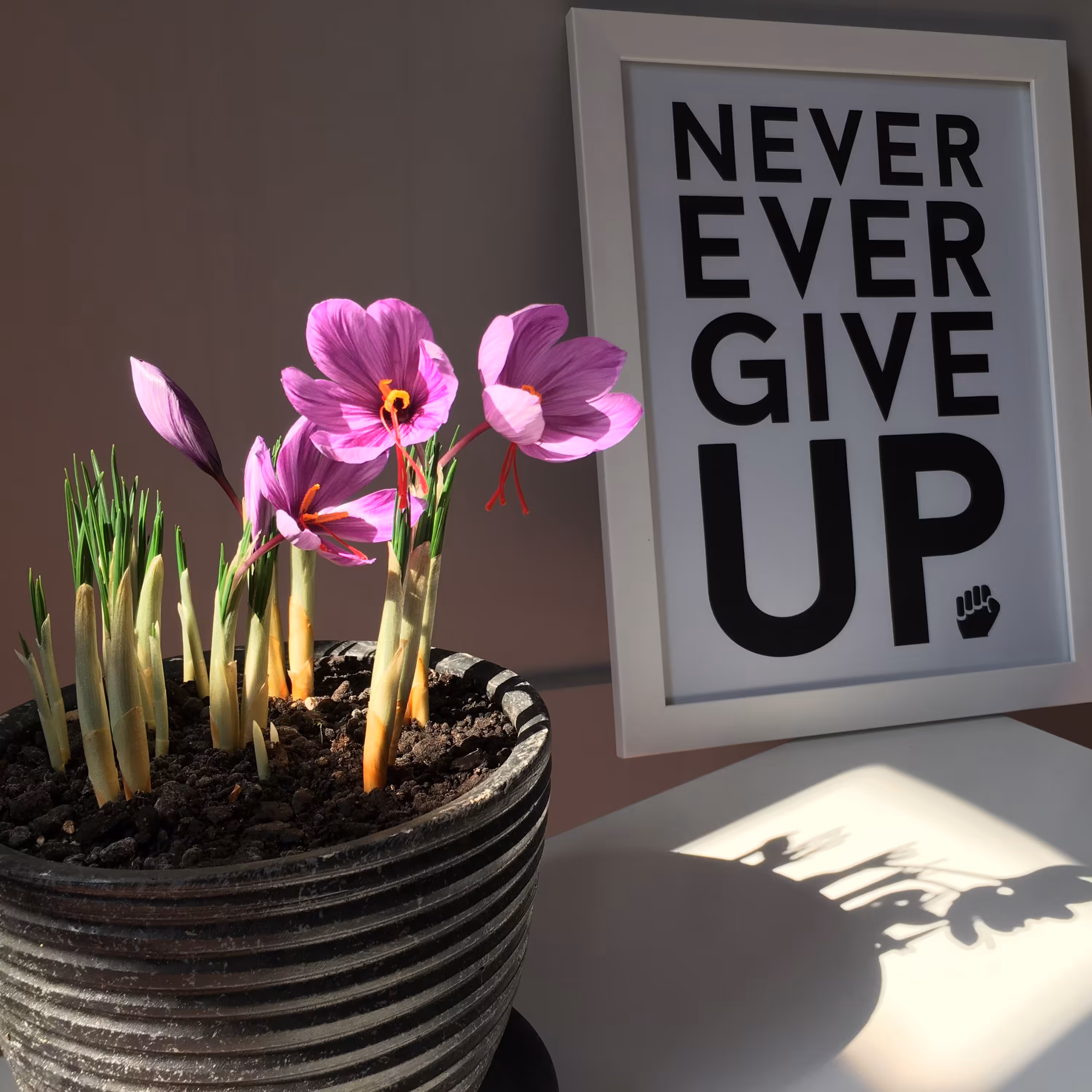 پکیج کاشت زعفران در گلدان منزل