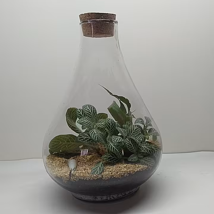 تراریوم طاووسی کوچک