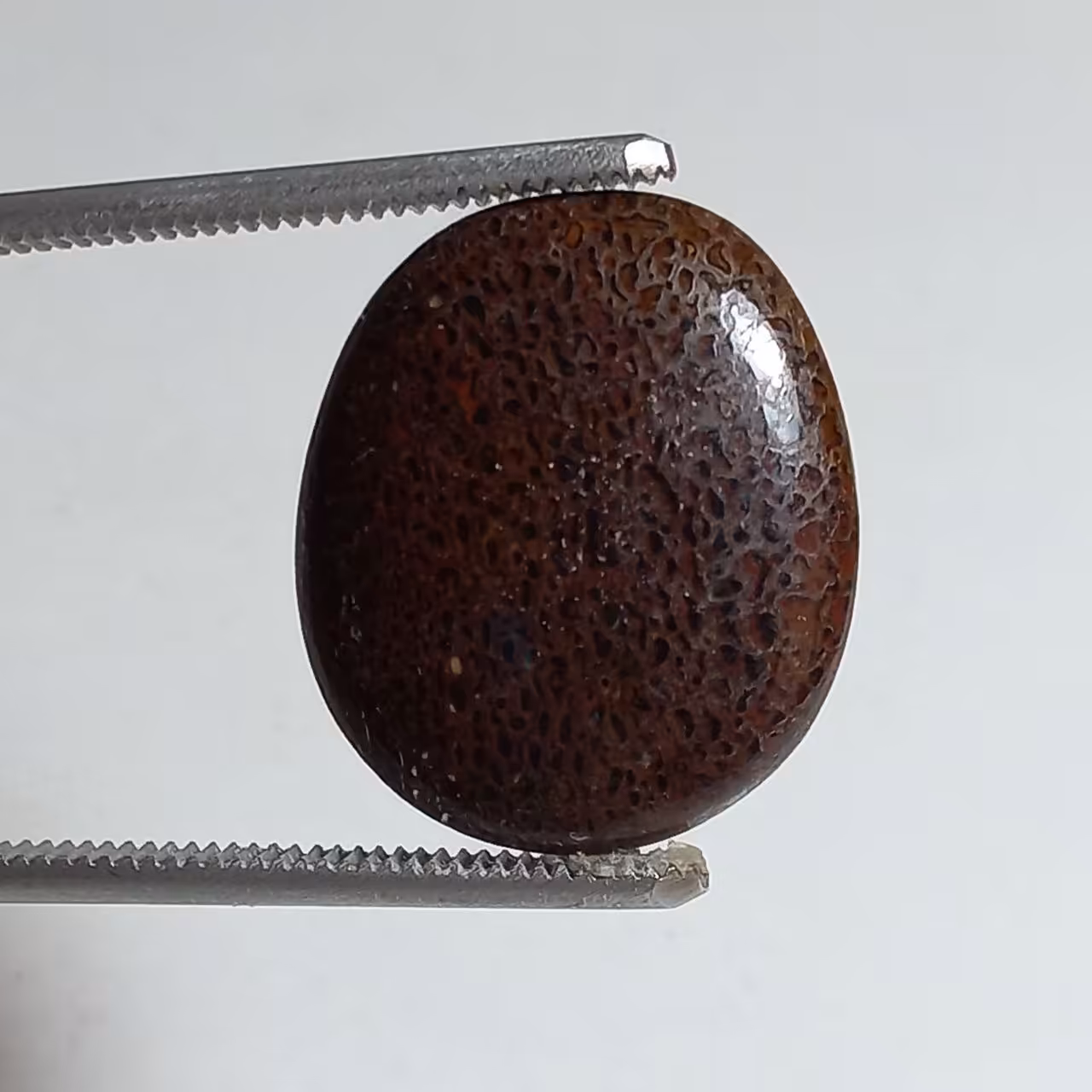 نگین فسیل دایناسور بون طبیعی 8337