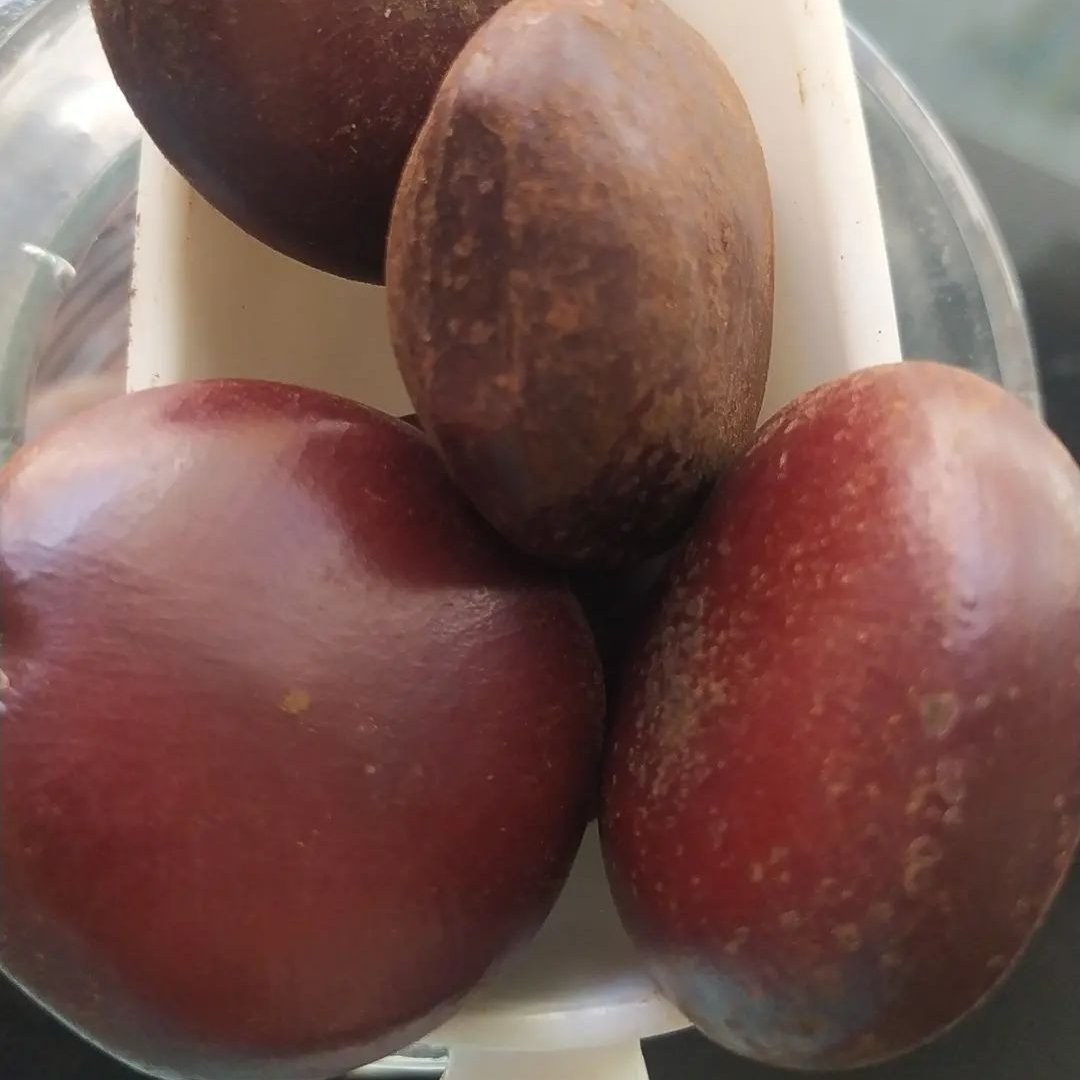 گیاه کمر اصل 50 گرمی