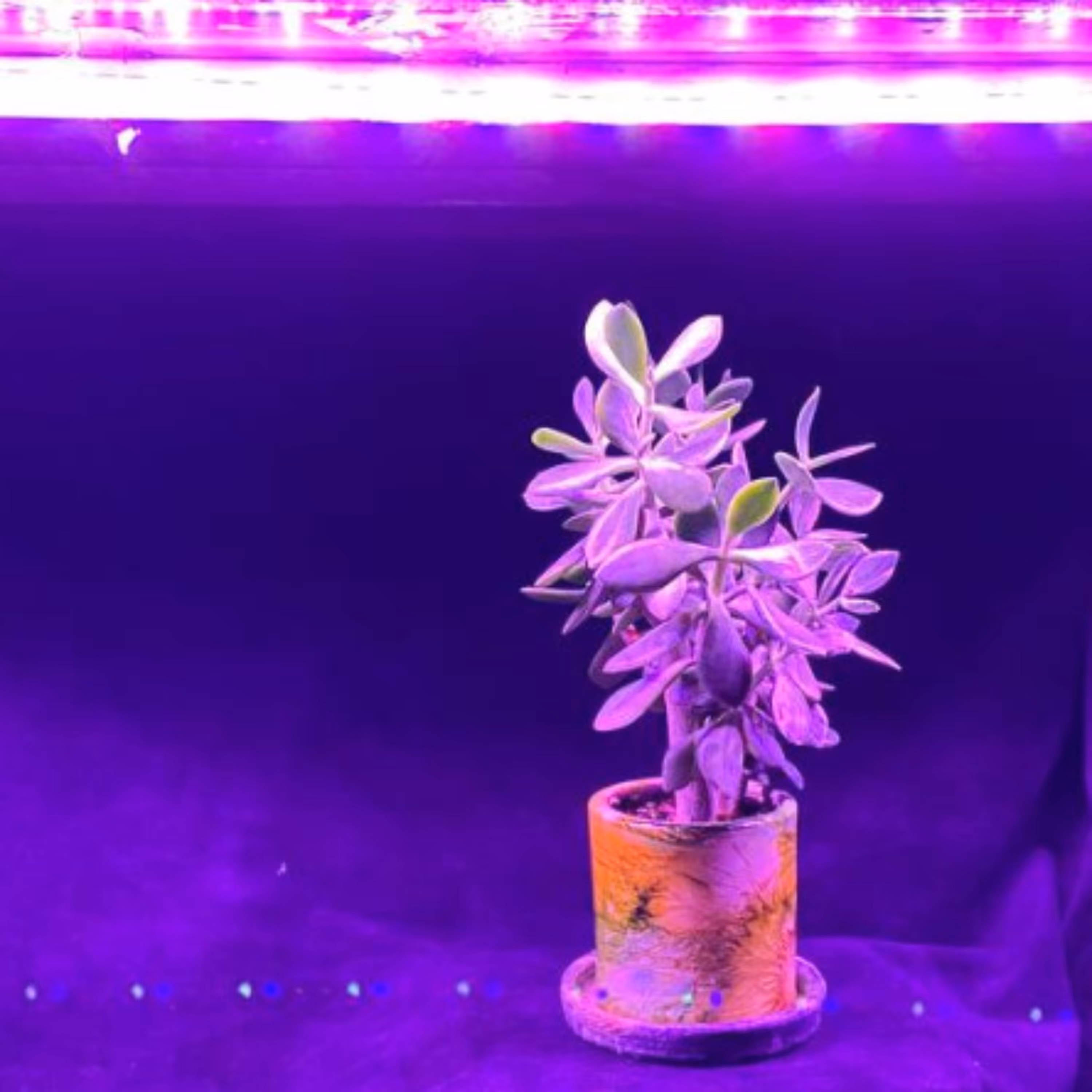 لاینر رشد گیاهLED مخصوص رشدگیاهان آپارتمانی پس کرایه