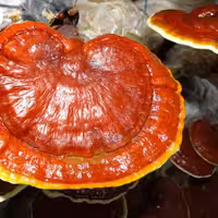 پودر عصاره گانودرما (ریشی) بالک 25 گرمی