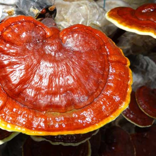 پودر عصاره گانودرما (ریشی) بالک 25 گرمی