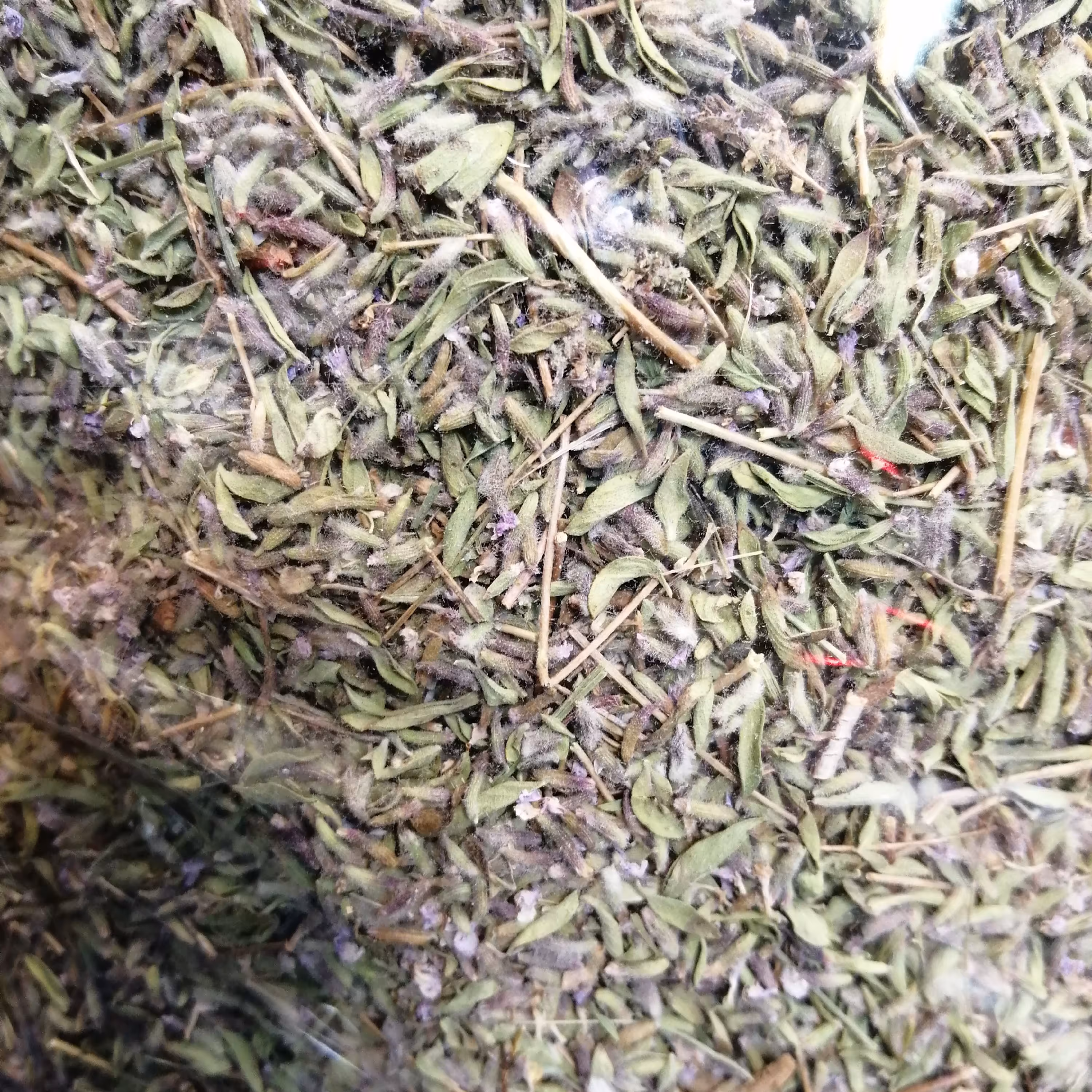 آویشن خودرو کوهی  50 گرمی محصول قاینات و خراسان جنوبی