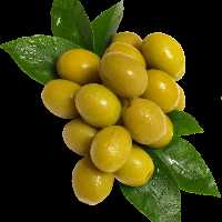 زیتون رویال 7 کیلویی