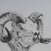 سیاه قلم بز کوهی همراه باقاب