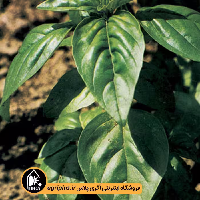 بذر ریحان سبز قمصر 1302