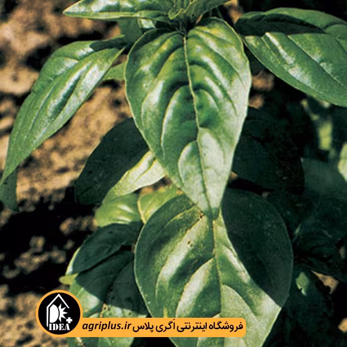 بذر ریحان سبز قمصر 1302