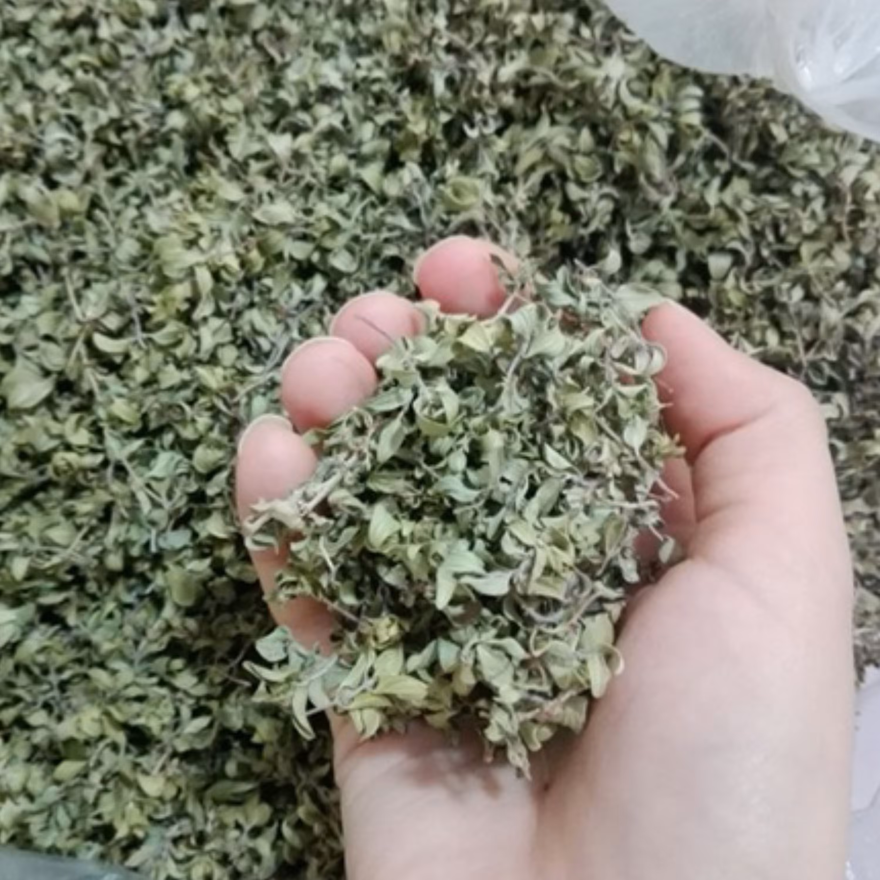 کاکوتی (100 گرمی)