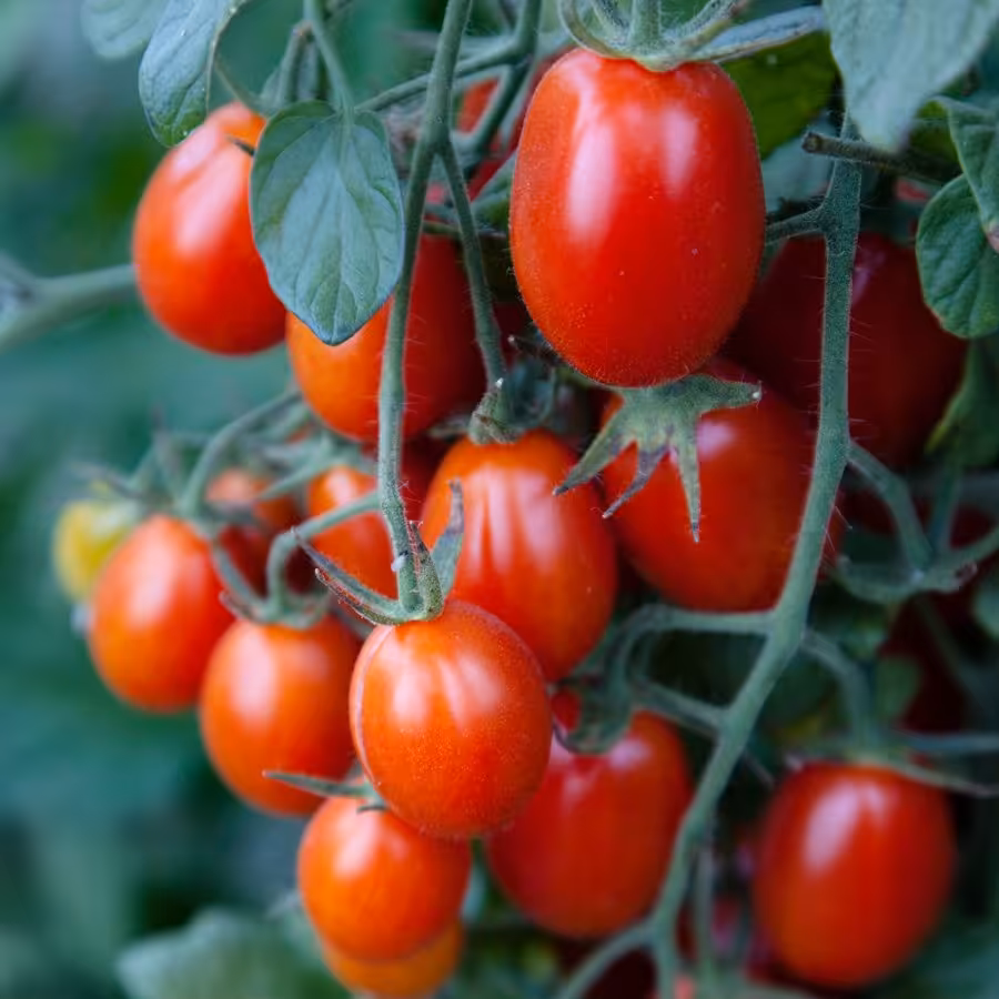 بذر گوجه درختی زیتونی