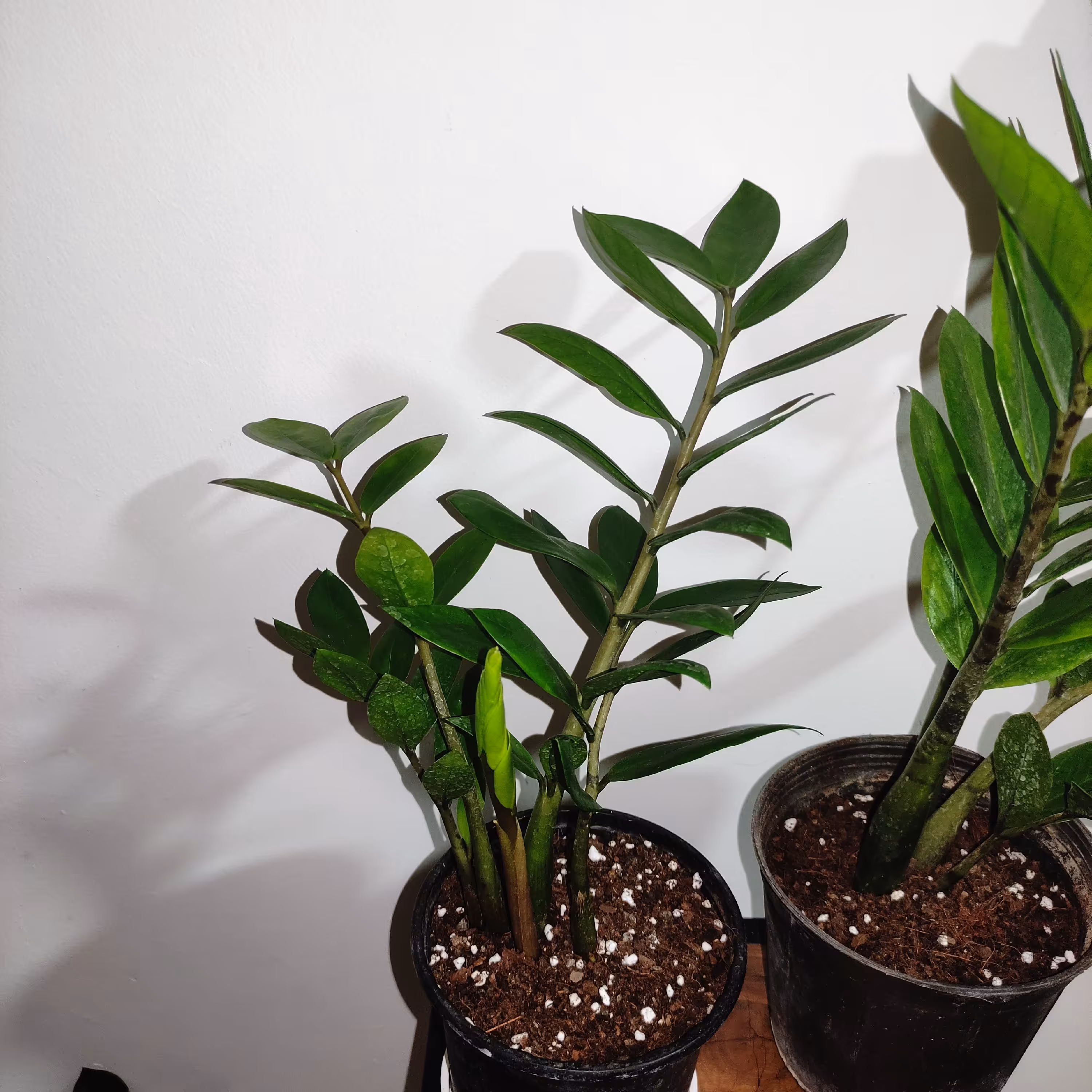 گیاه زامیفولیا جز گیاهان مقاومت بالا، نگهداری آسان، 