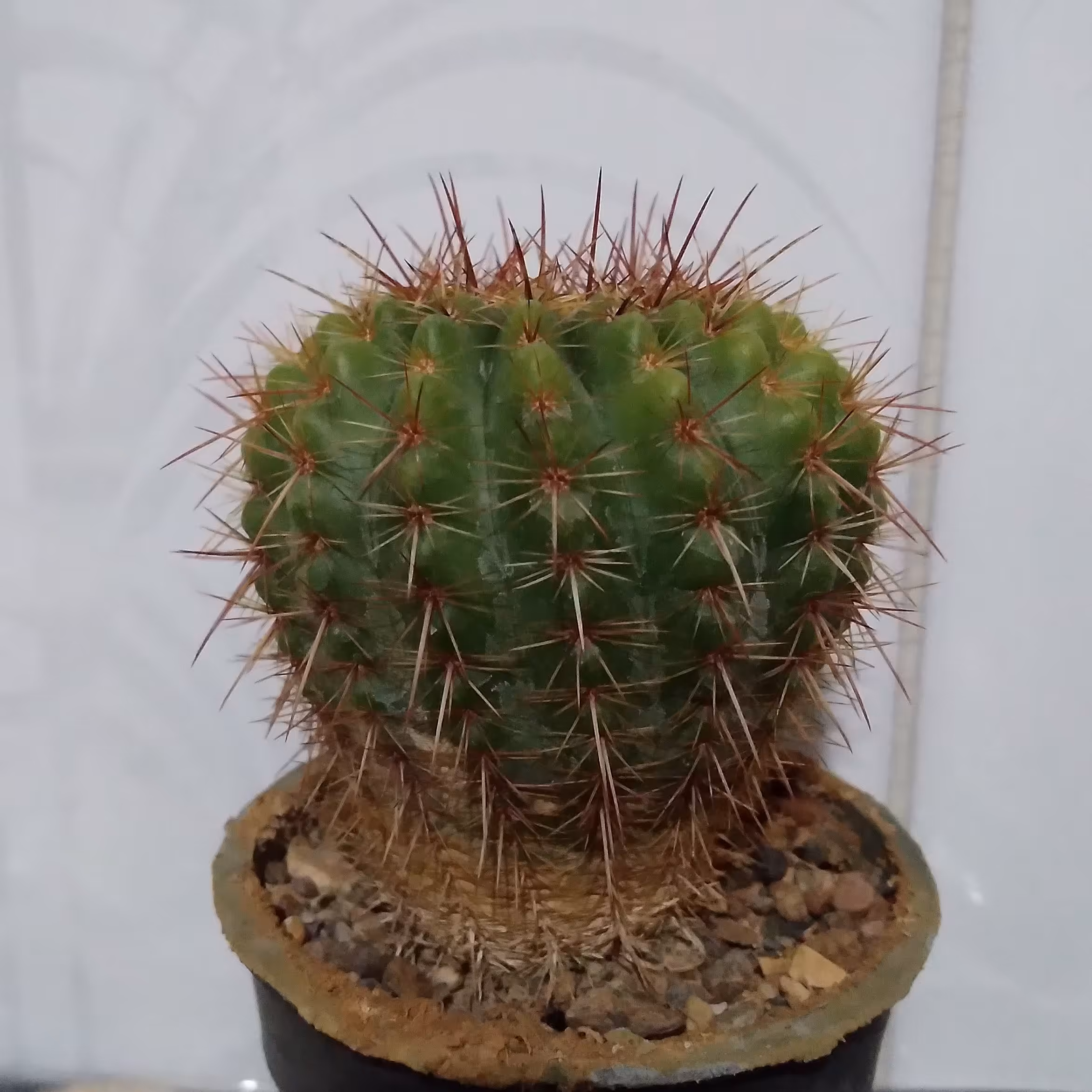 کاکتوس نوتو رسولوتوس گلدان هشت