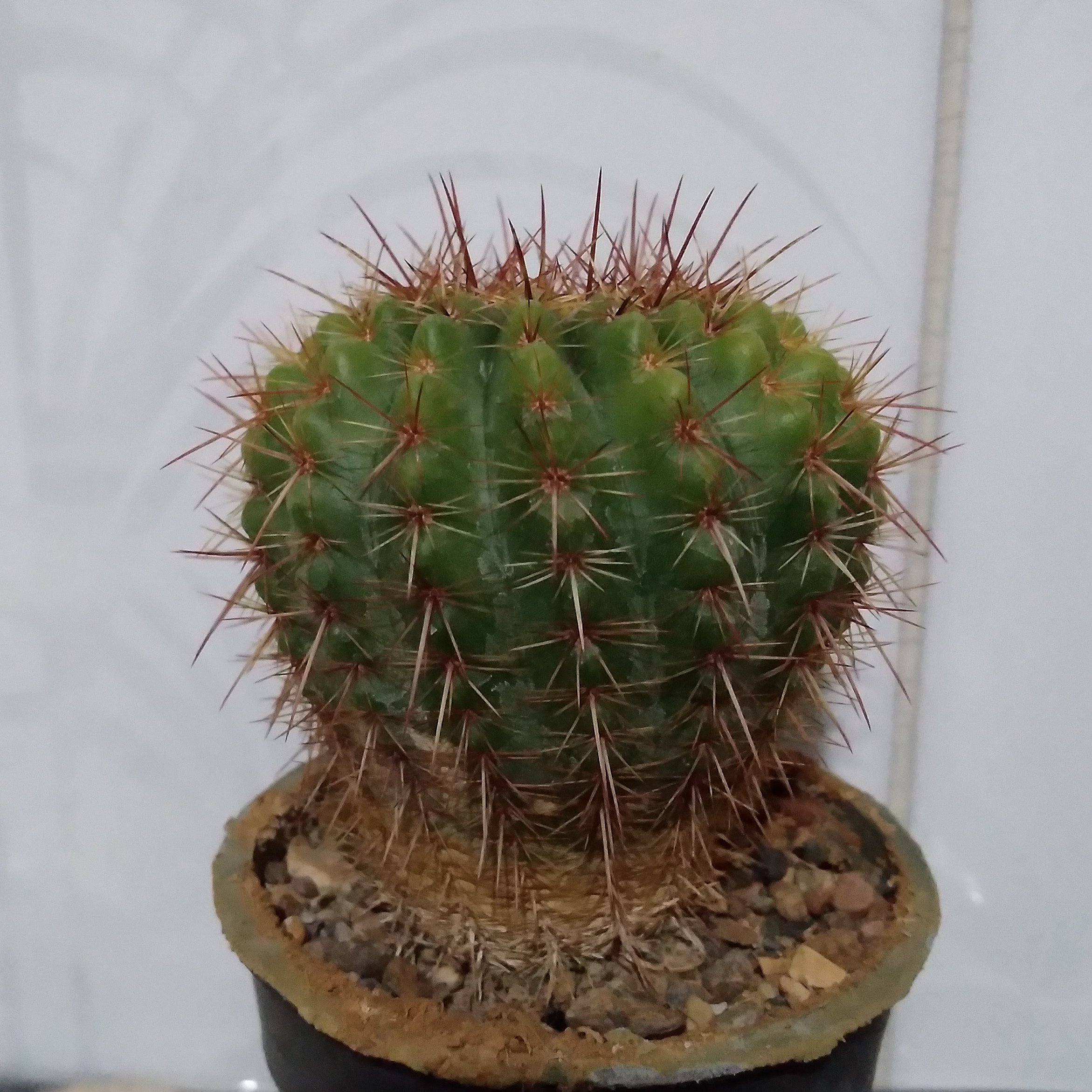 کاکتوس نوتو رسولوتوس گلدان هشت