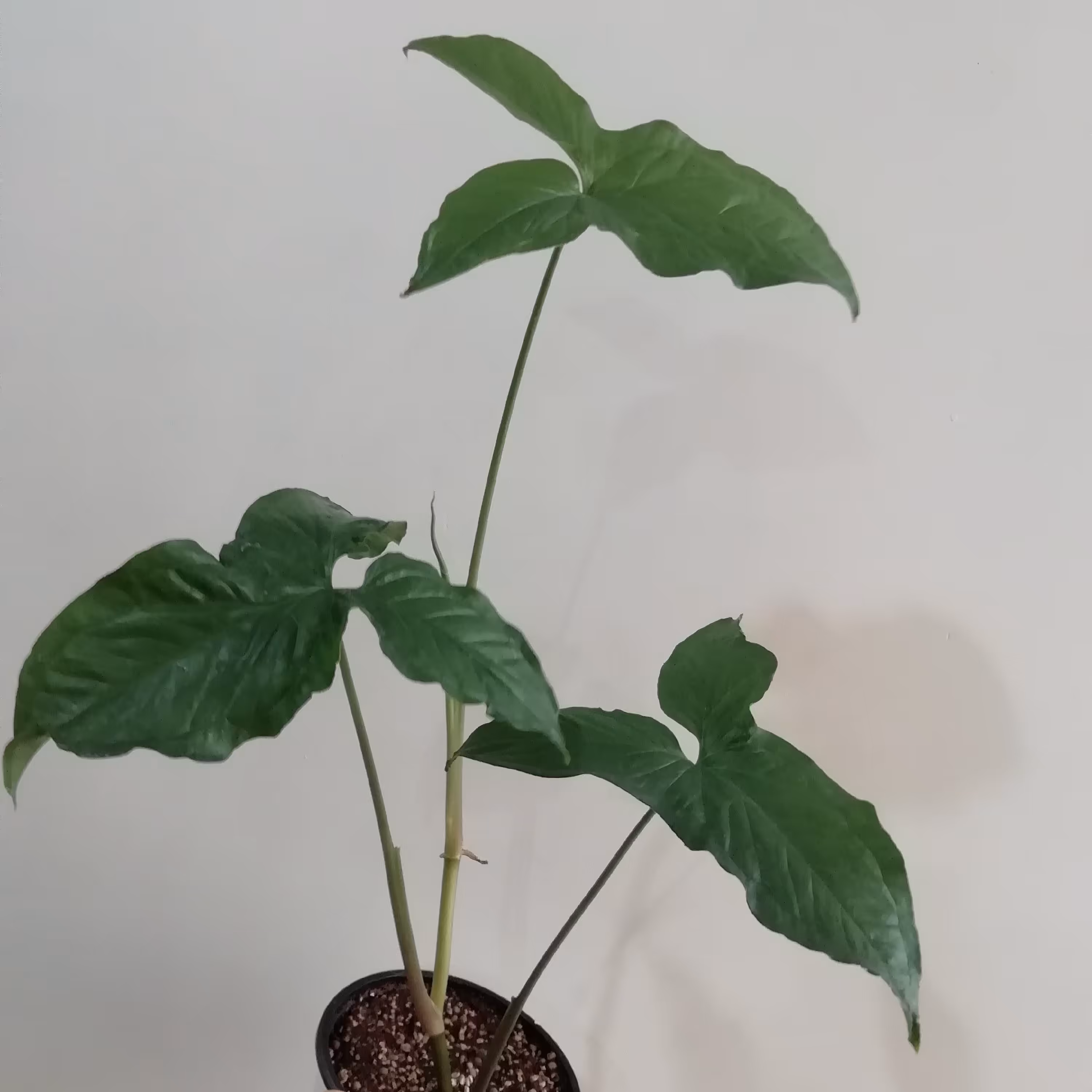 سینگونیوم سبز،گلدان 14