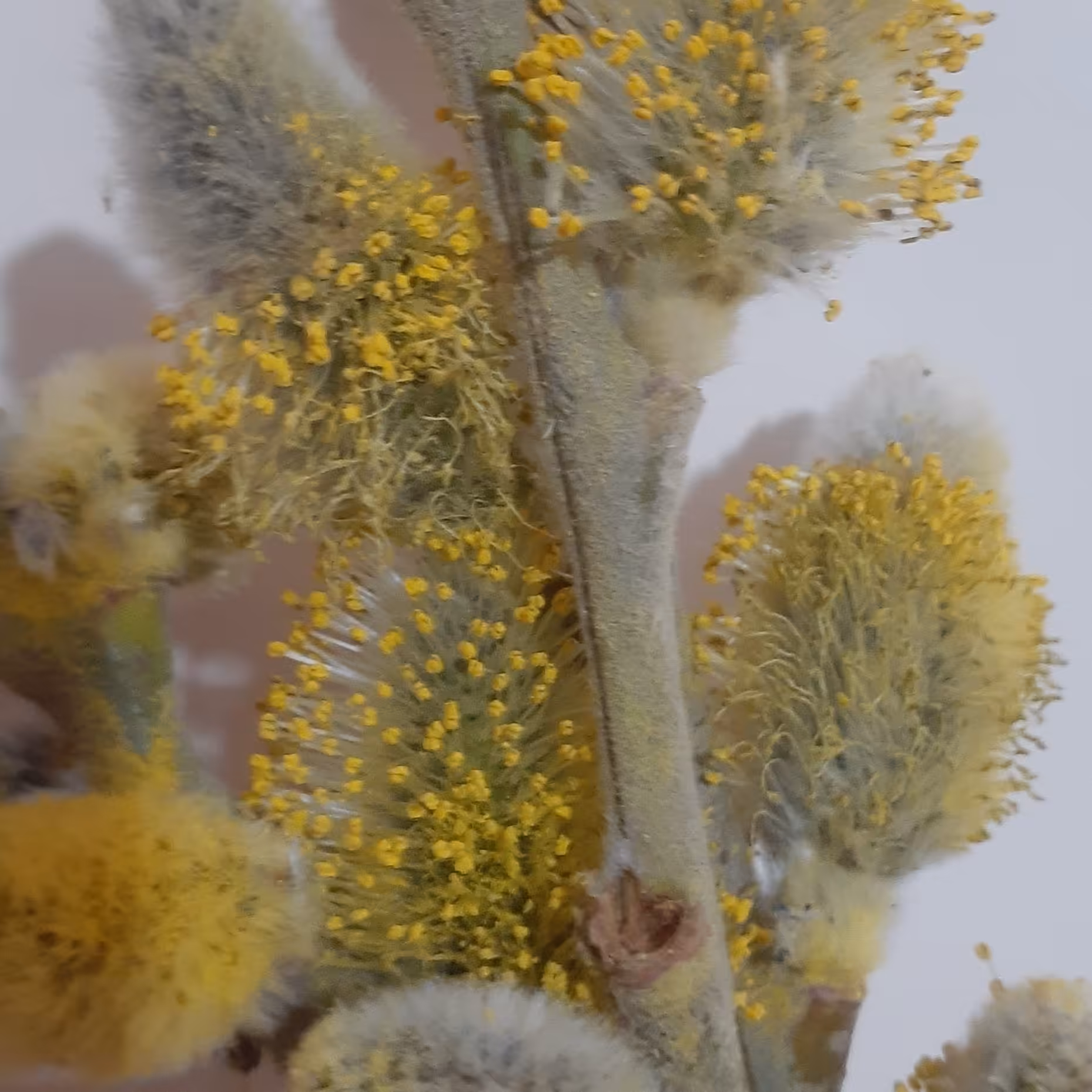 عرق بیدمشک برداشت اول دیگ 