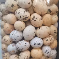 شکلات تخمه مرغی نیم کیلویی