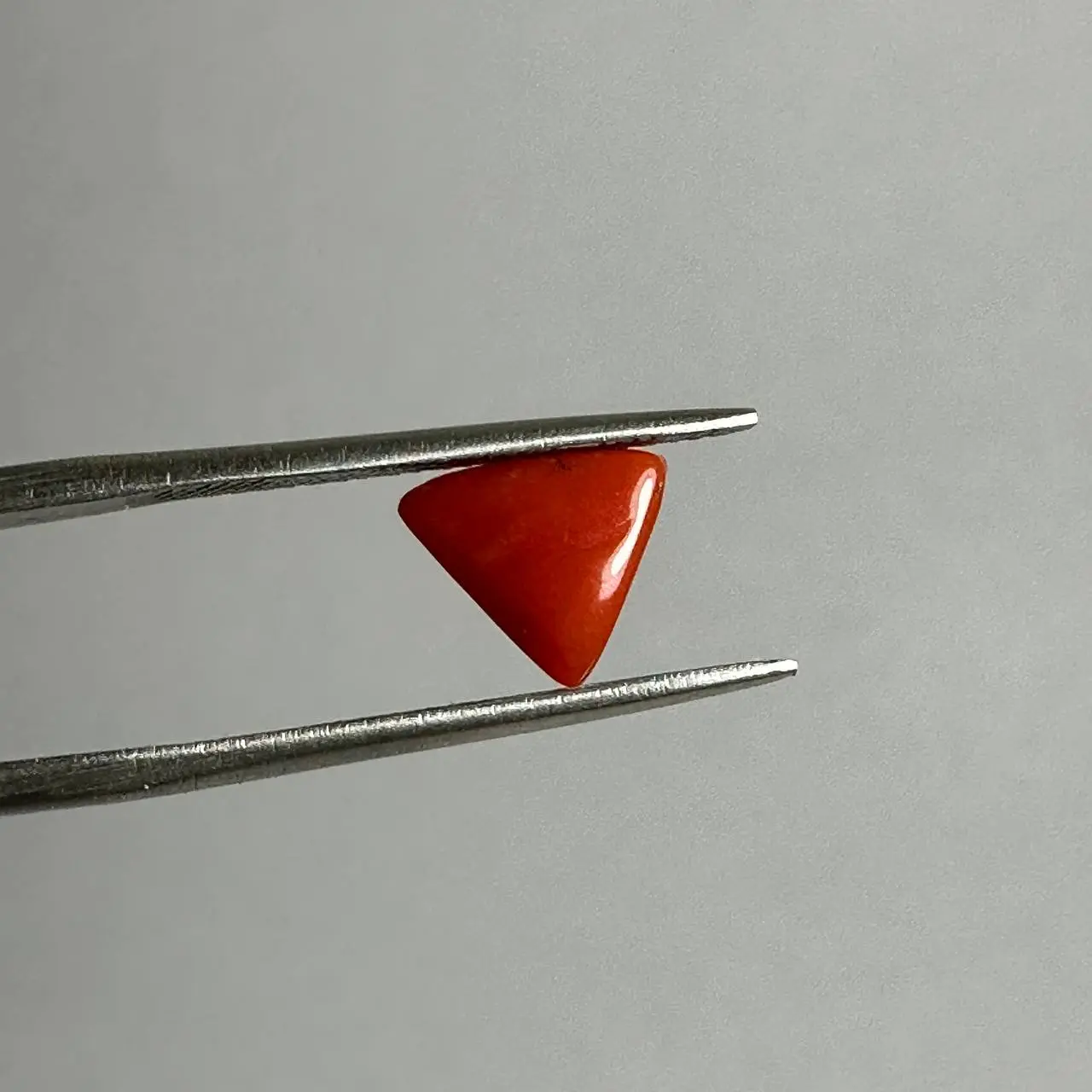 مرجان قرمز طبیعی 240801