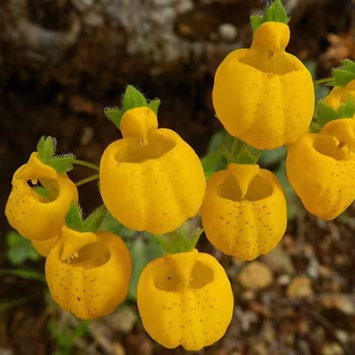 5 عدد بذر گل زیبای کوزه ای