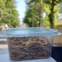 کرم میلورم. 20 و 30 گرمی