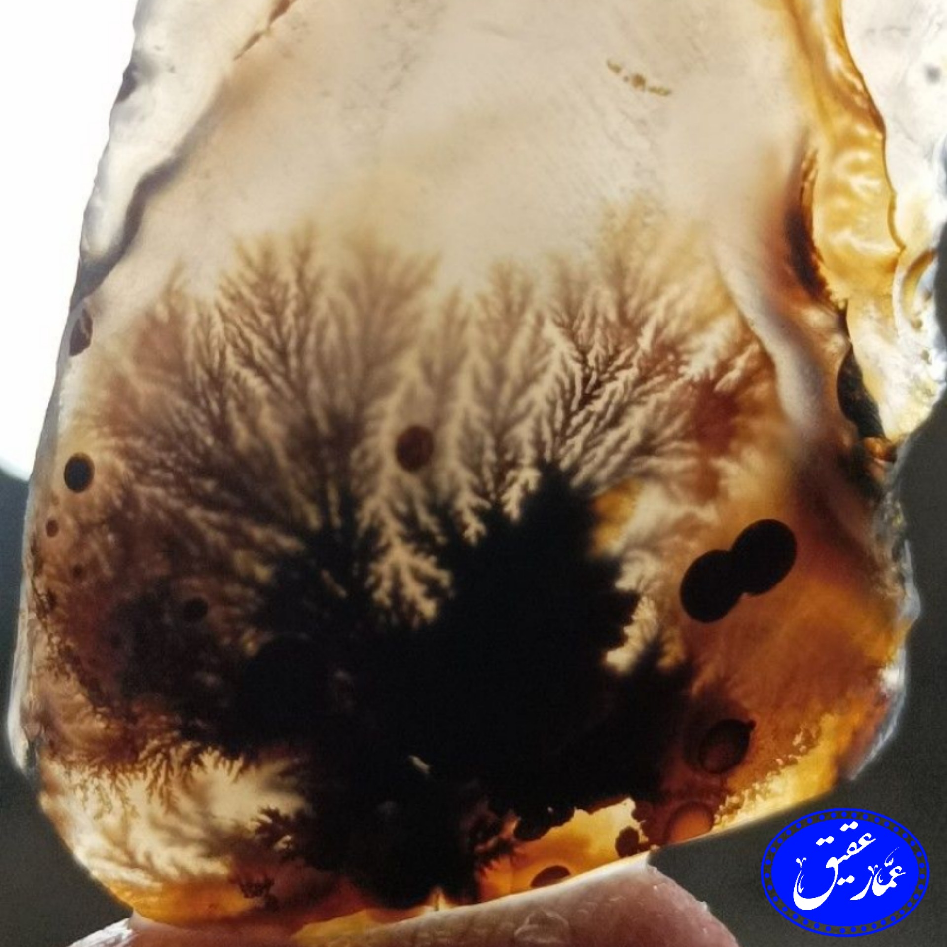 بیله راف شجر قائن