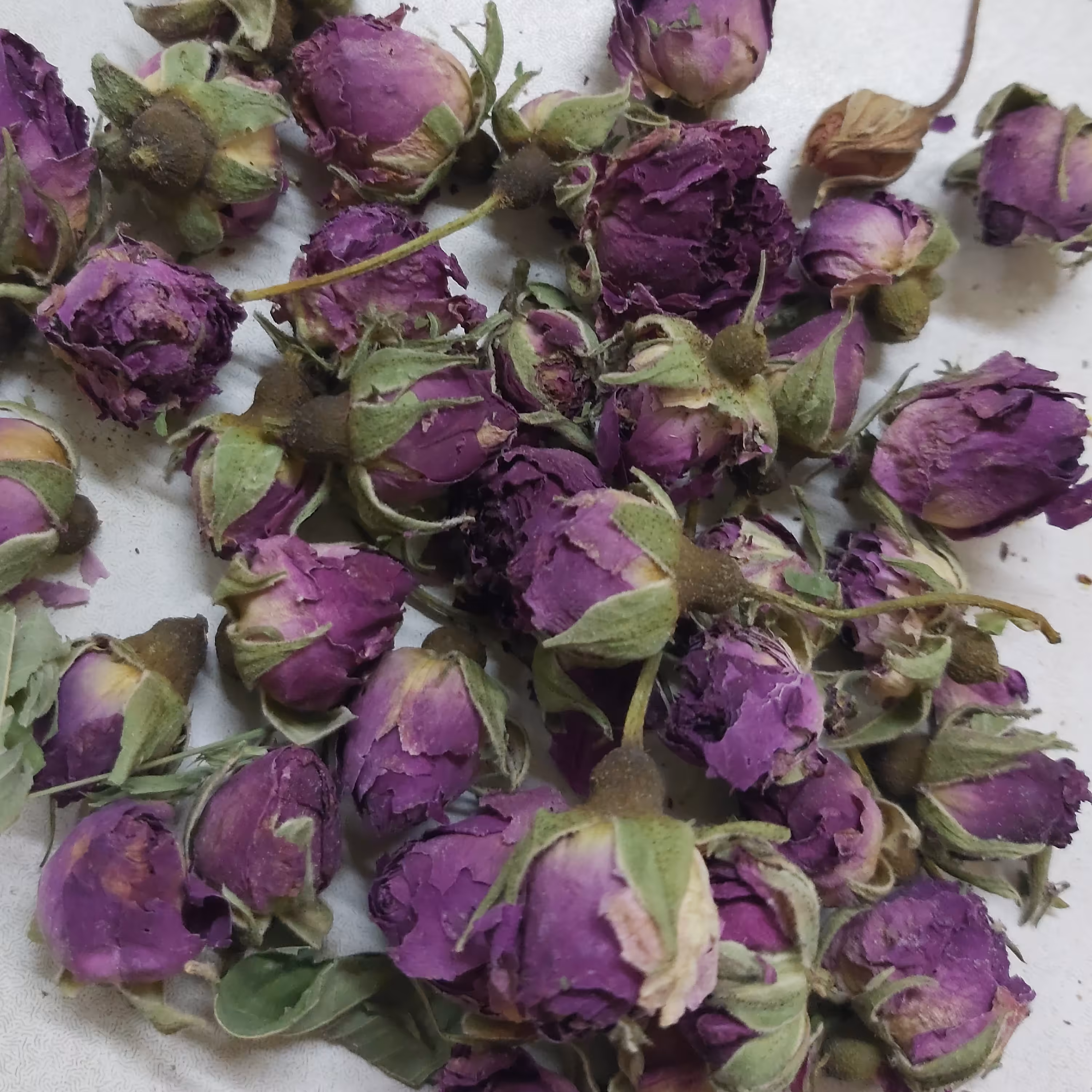 غنچه گل سرخ مراغه روستای شلیلوند از توابع مراغه