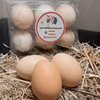تخم مرغ محلی،اُرگانیک و بدون آنتی بیوتیک بسته 6عددی
