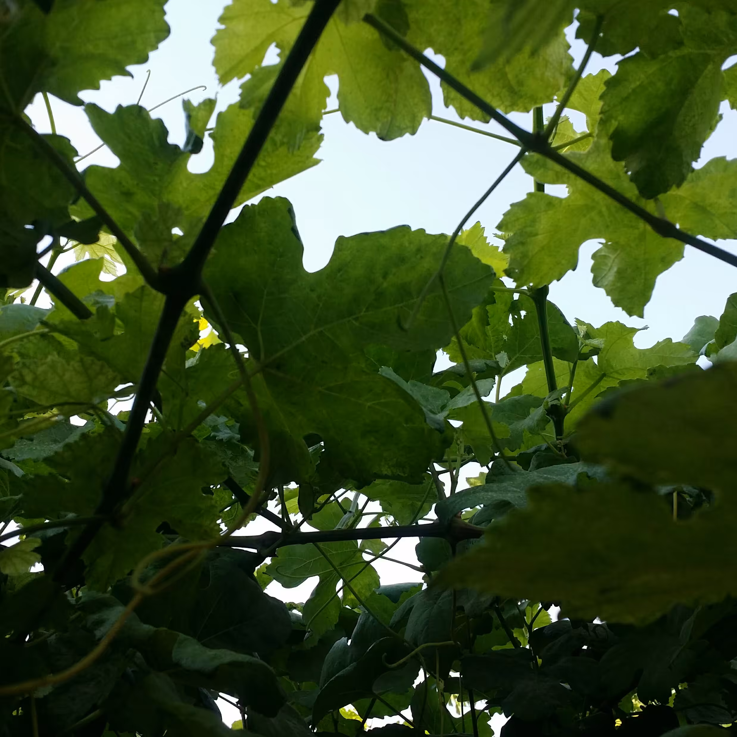 برگ انگور تازه(ارسال سراسری)