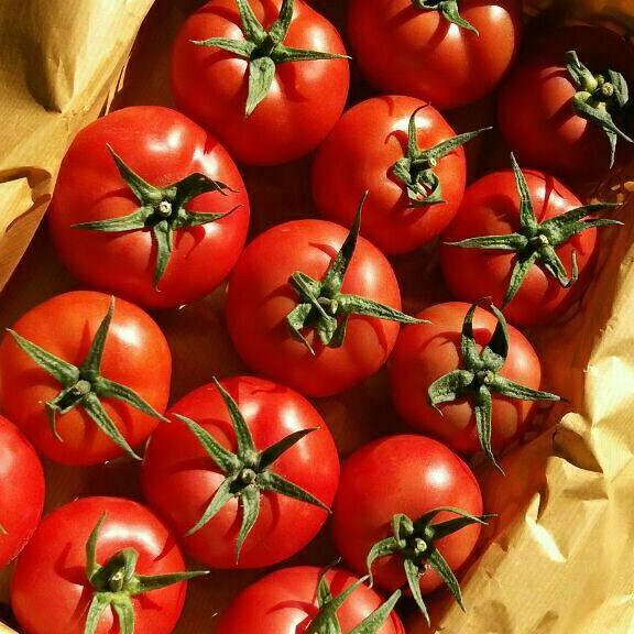 گوجه فرنگی گلخانه ای