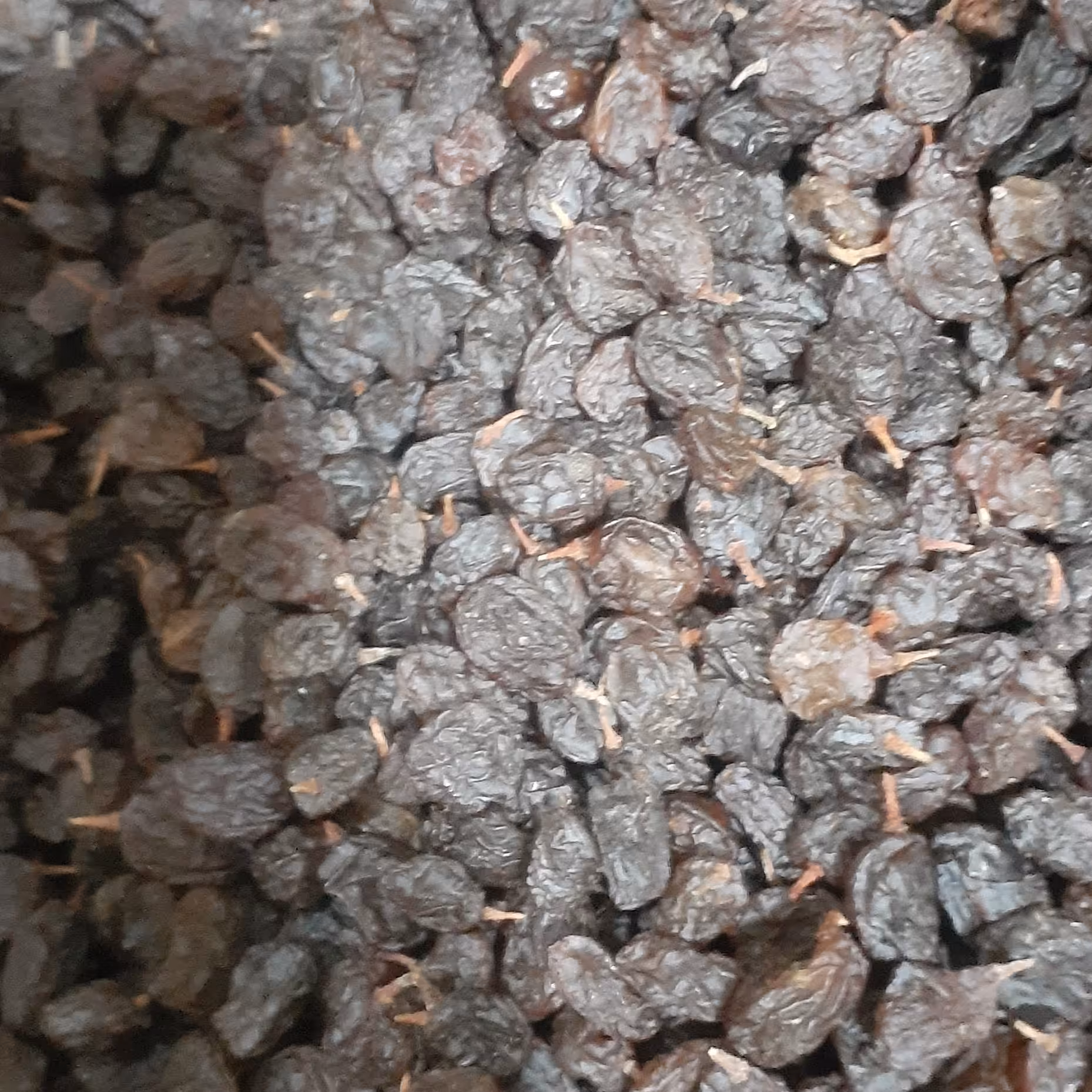 کشمش آفتاب خشک طبیعی 10 کیلو یی ارگانیک بدون هسته خوردنی 