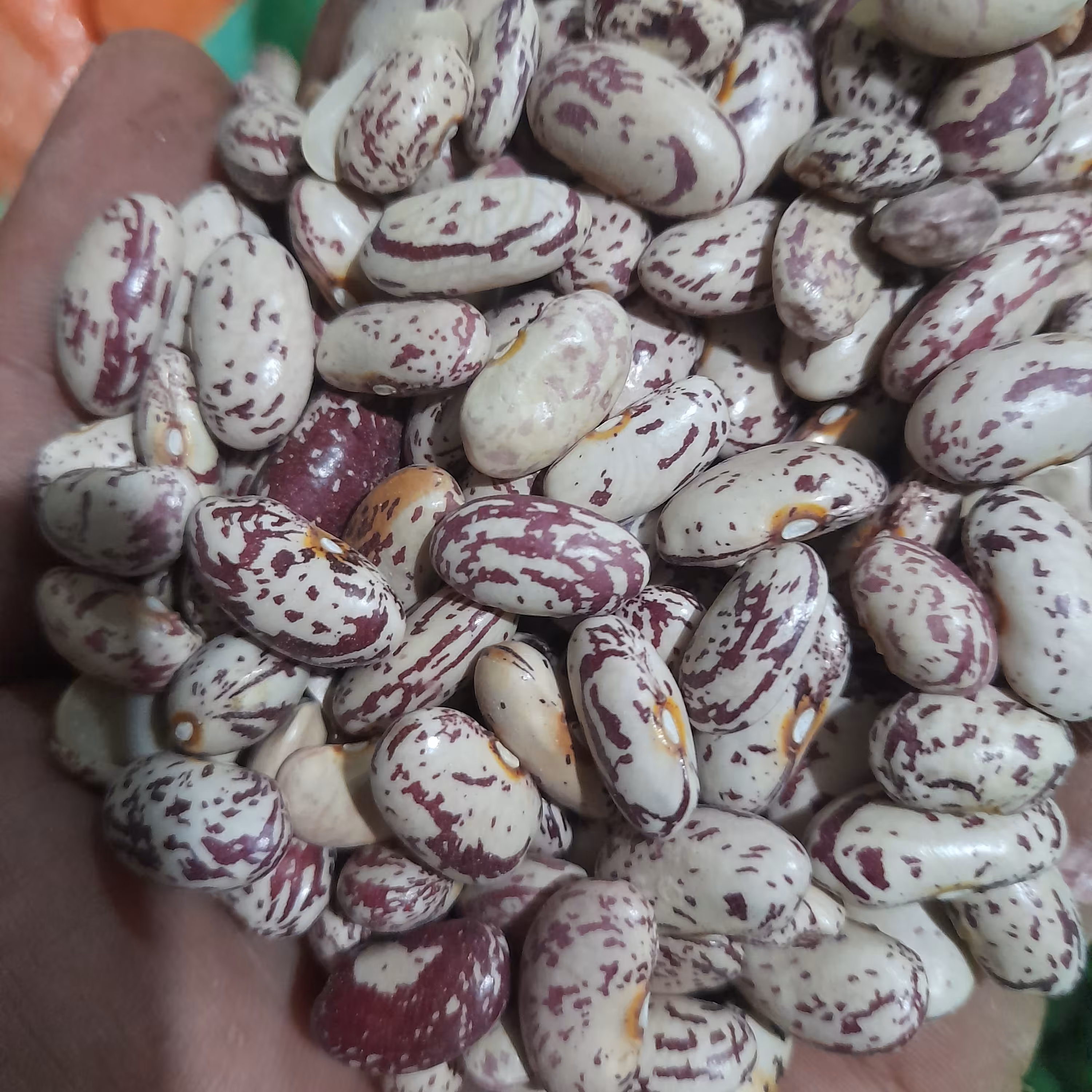 لوبیااوزبک 