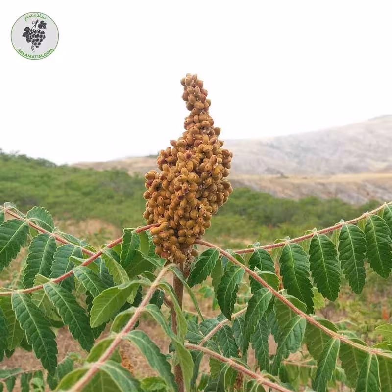 سماق قهوه ای آسیاب شده 