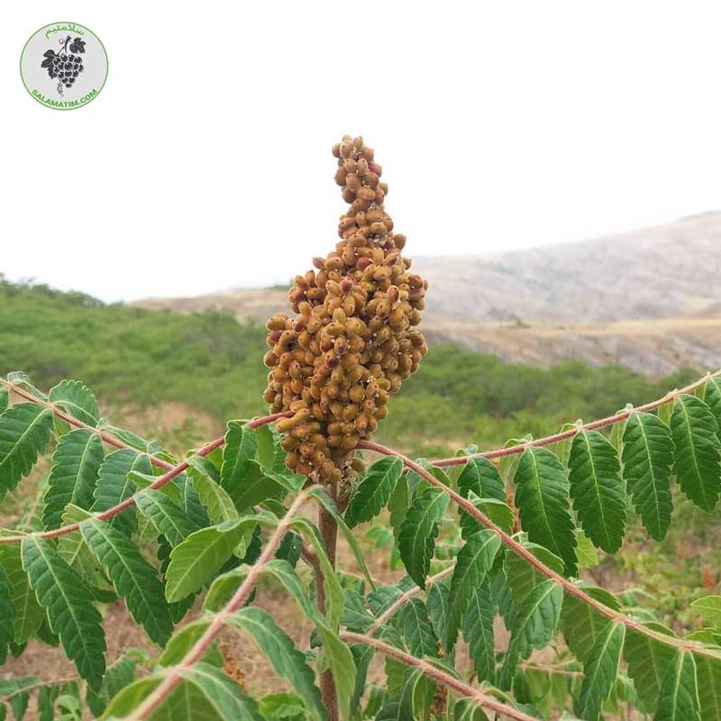 سماق قهوه ای آسیاب شده 