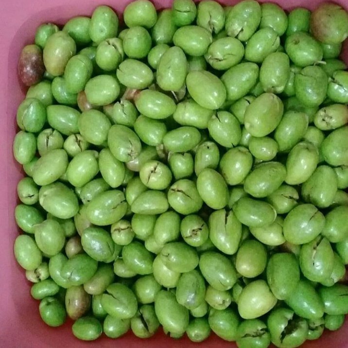 زیتون پرورده شکسته(طارم)