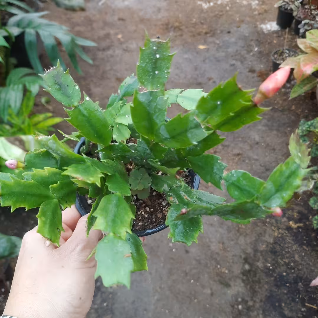 کریسمس پرغنچه 