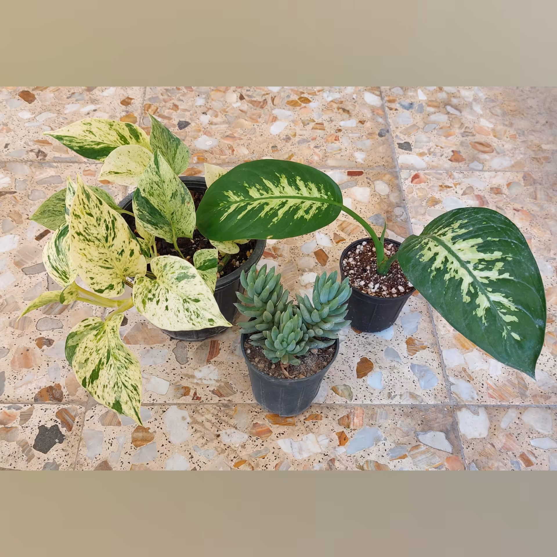 پک 3تایی بسیار زیبا دیفن باخیا، پتوس مرمری و سدوم ارسال با اتوبوس ( پس کرایه)