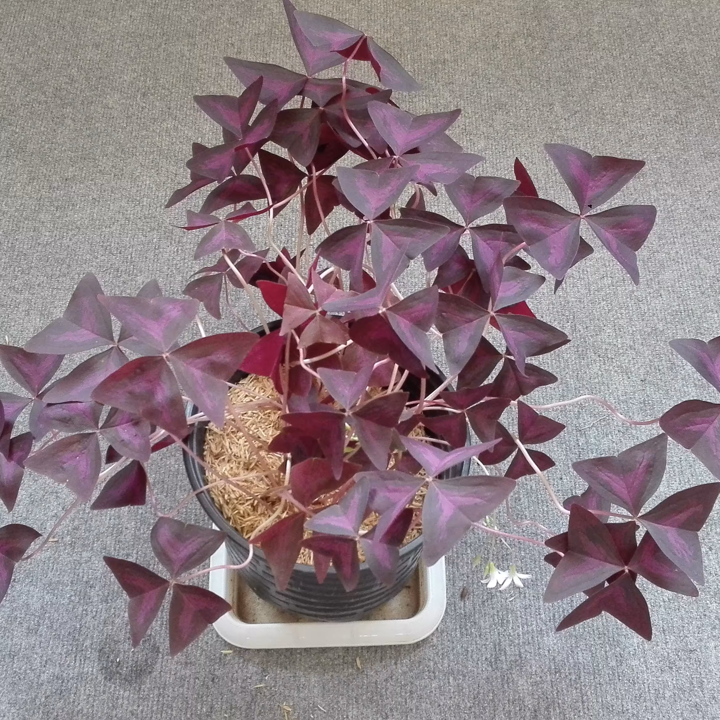 گل اگزالیس بنفش اکسالیس oxalis گل پروانه ای گل عشق یا شبدر زینتی گلدان گرد 19 چندبوته باکیفیت پربرگ ارسال باربری پسکرایه