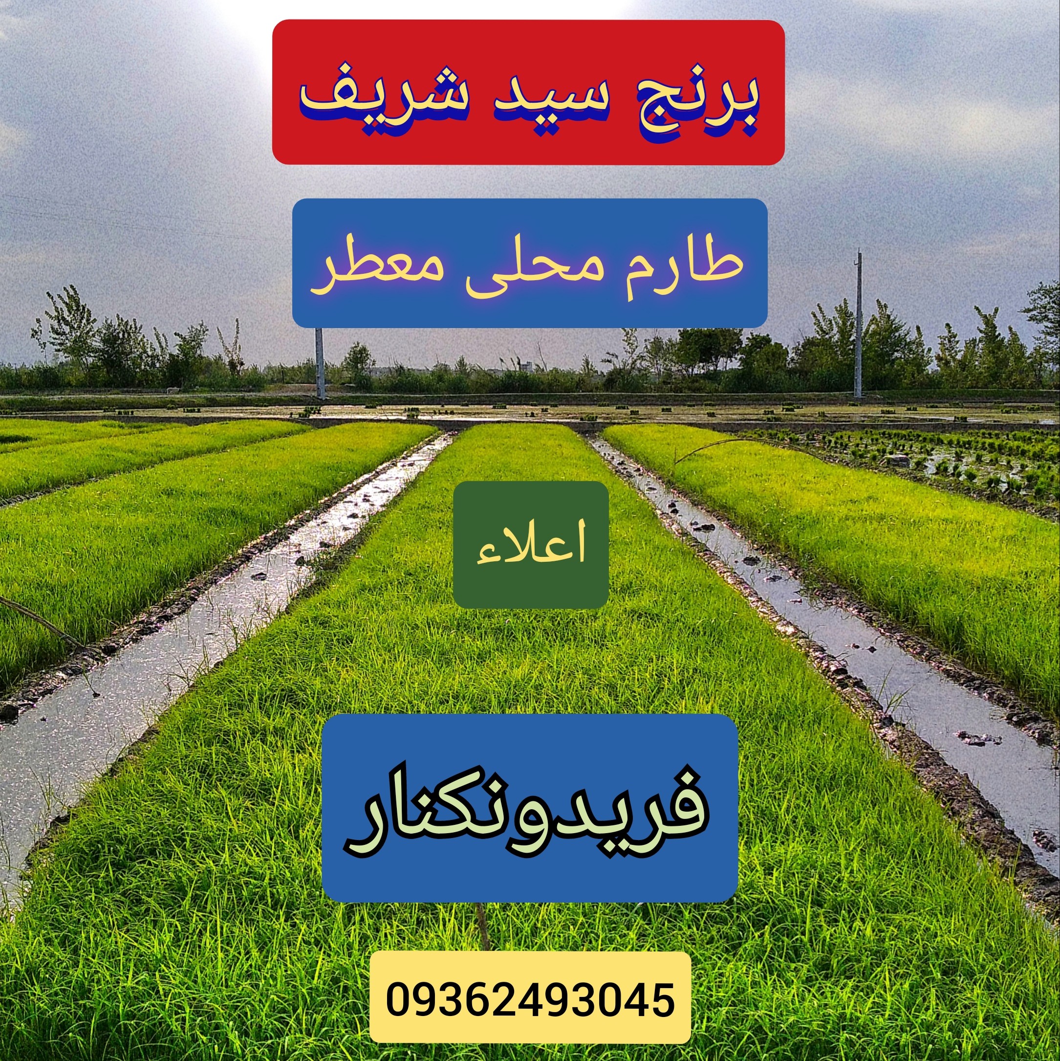 برنج سید شریف (طارم محلی معطر)فریدونکنار در وزن های 10 کیلویی