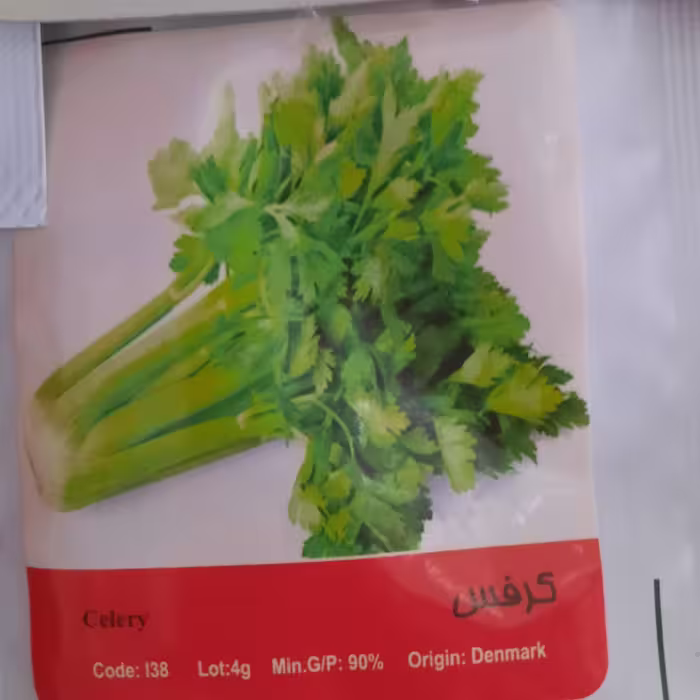 بذر کرفس 